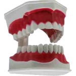 Модель зубів з зубною щіткою для навчання