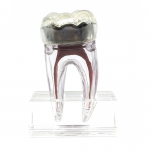 Модель зуба 3D, розбірна
